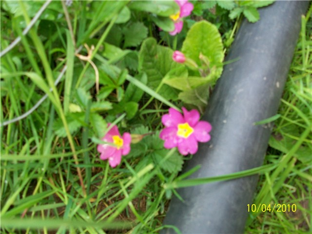 jaglac - lat. primula